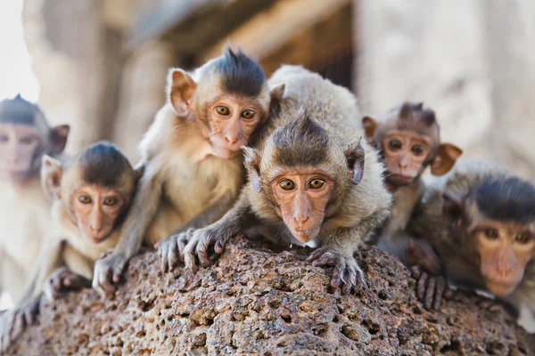 Macacos — Fotografia de Stock