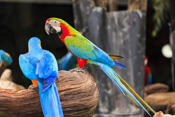 Papoušek pták — Stock fotografie