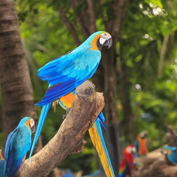 Magnifique coloré d'oiseaux aras — Photo