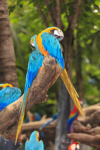 Bonito colorido de pássaros arara — Fotografia de Stock