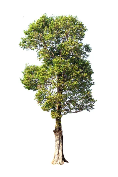 Pohon pada latar belakang putih — Stok Foto
