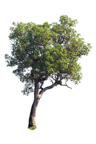 Pohon pada latar belakang putih — Stok Foto