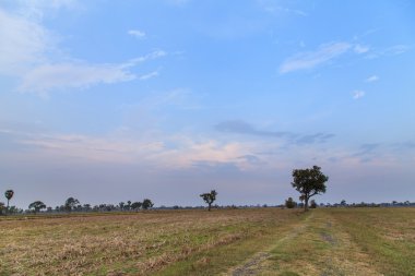 Pirinç tarlalarının hasat sonra görünümünü