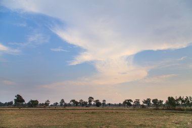 Pirinç tarlalarının hasat sonra görünümünü