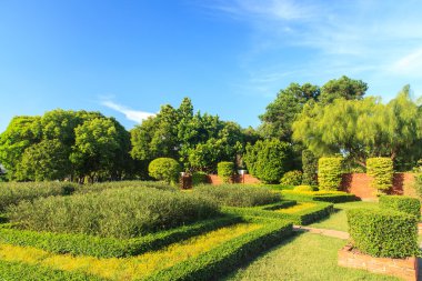 Güzel bahçe yeşil ağaçların