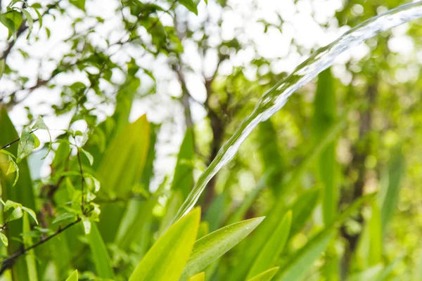 在家里的花园里给植物浇水 — 图库照片