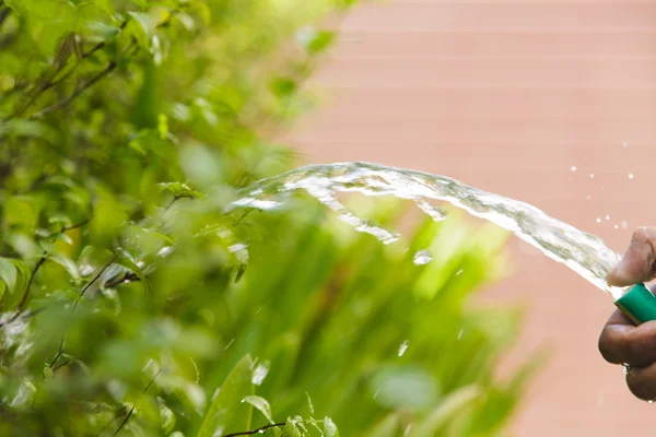 Vattna växter i hemmet trädgården — Stockfoto