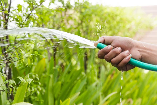 在家里的花园里给植物浇水 — 图库照片