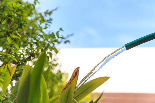 Innaffiature nel giardino di casa — Foto Stock