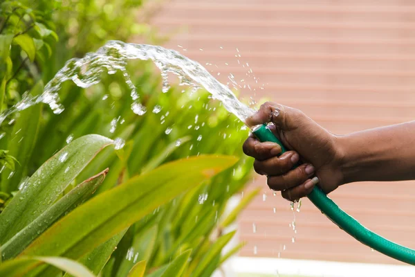 在家里的花园里给植物浇水 — 图库照片