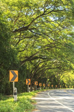 Ağaçlar ve eğri yol