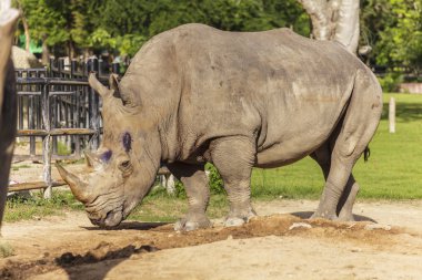 Hayvanat bahçesindeki gergedan