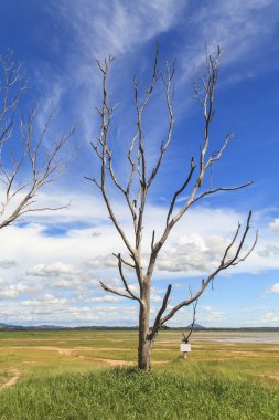 ölü ağaç manzara