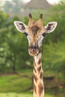 Açık hayvanat bahçesinde zürafa Afrika yaban hayatı