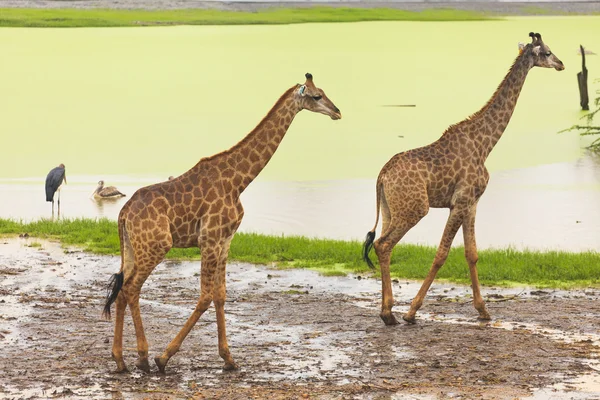 Žirafa africké přírody v otevřené zoo — Stock fotografie