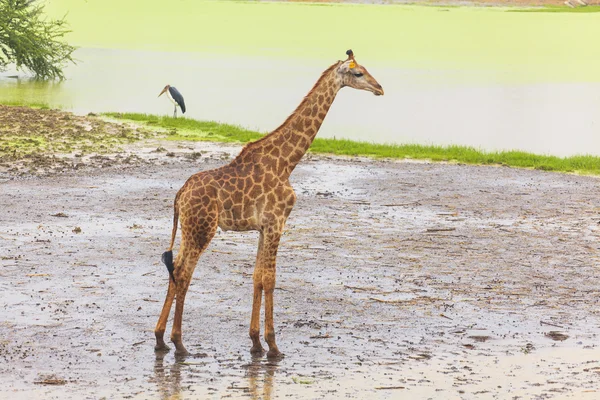 Girafa vida selvagem africana no zoológico aberto — Fotografia de Stock