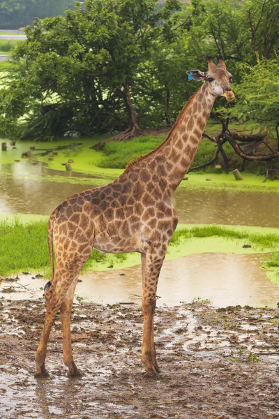 Girafa vida selvagem africana no zoológico aberto — Fotografia de Stock