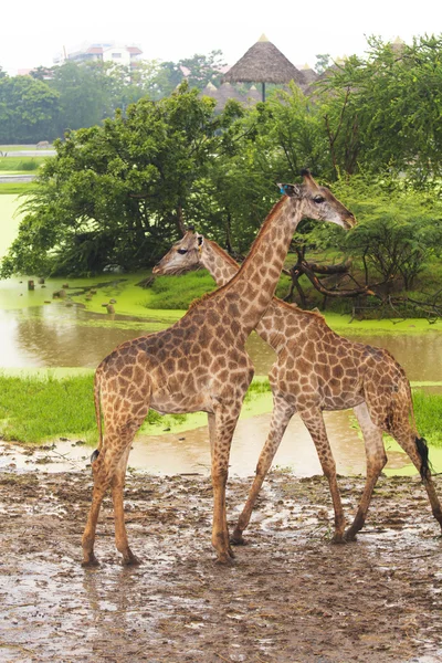 Açık hayvanat bahçesinde zürafa Afrika yaban hayatı — Stok fotoğraf