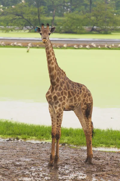Giraffe african wildlife in the open zoo — Stock Photo, Image