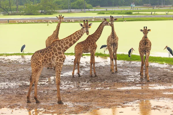 Girafa vida selvagem africana no zoológico aberto — Fotografia de Stock