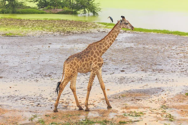 Girafa vida selvagem africana no zoológico aberto — Fotografia de Stock