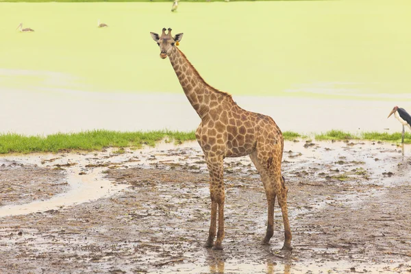 Žirafa africké přírody v otevřené zoo — Stock fotografie