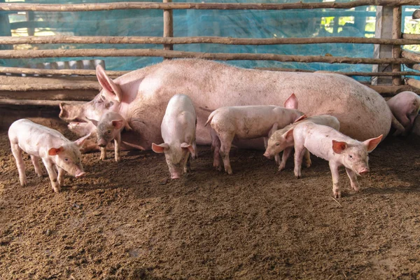 Suínos em uma fazenda no campo — Fotografia de Stock