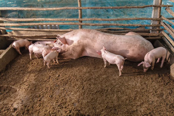 Suínos em uma fazenda no campo — Fotografia de Stock