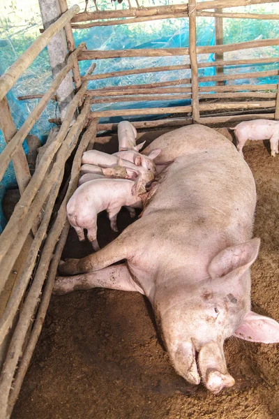 Prasata na farmě na venkově — Stock fotografie