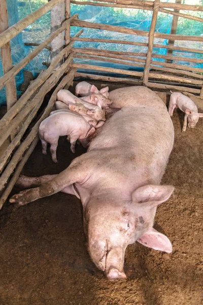 시골의 한 농장에 사는 돼지들 — 스톡 사진