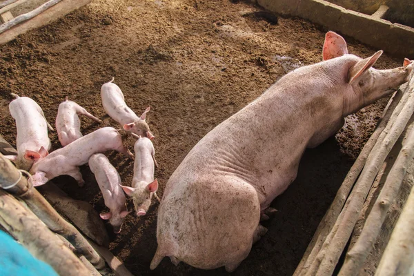 Prasata na farmě na venkově — Stock fotografie