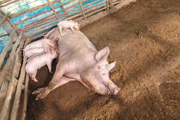 Prasata na farmě na venkově — Stock fotografie