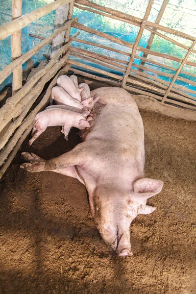 Prasata na farmě na venkově — Stock fotografie