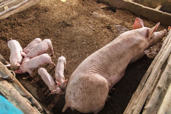 Prasata na farmě na venkově — Stock fotografie