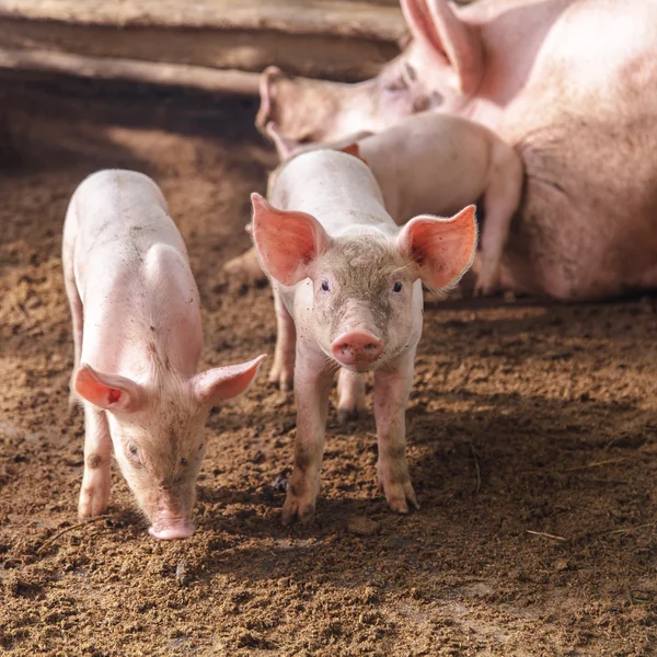 시골의 한 농장에 사는 돼지들 — 스톡 사진