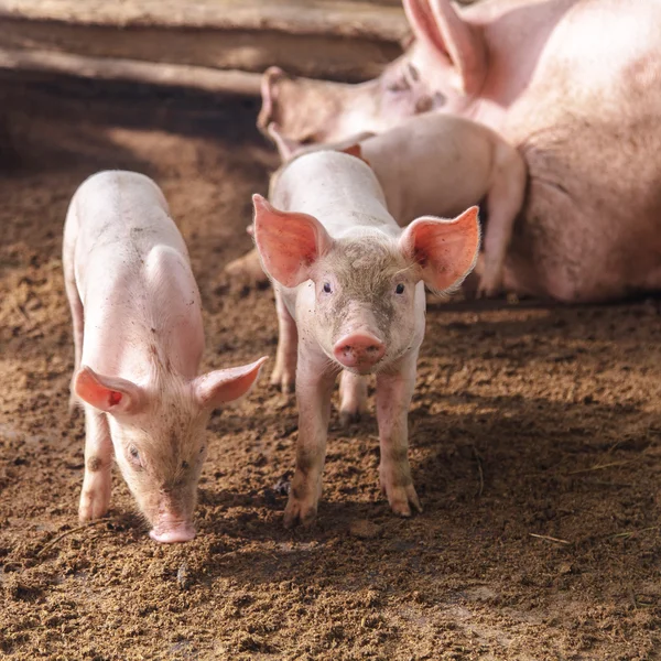 Prasata na farmě na venkově — Stock fotografie