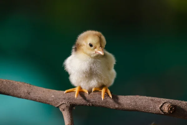 Poussins mignons sur fond de nature — Photo