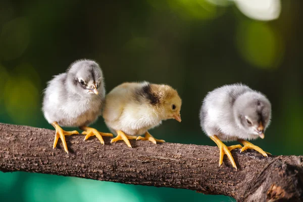 Poussins mignons sur fond de nature — Photo