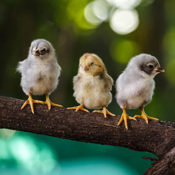 Poussins mignons sur fond de nature — Photo