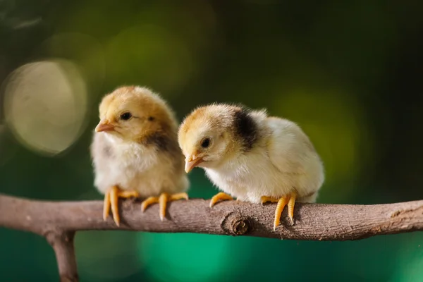 Poussins mignons sur fond de nature — Photo