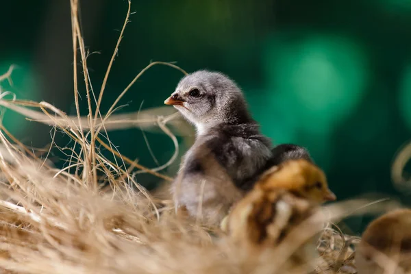 Poussins mignons sur fond de nature — Photo