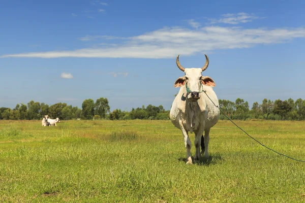 Vaca en el pasto —  Fotos de Stock