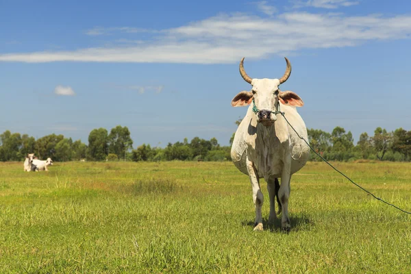 Cow in pasture — Stock Photo, Image