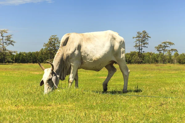 Cow in pasture — Stock Photo, Image