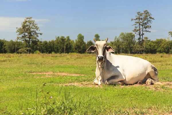 Mera inek — Stok fotoğraf