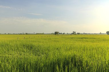 Yeşil pirinç alan manzara arka plan