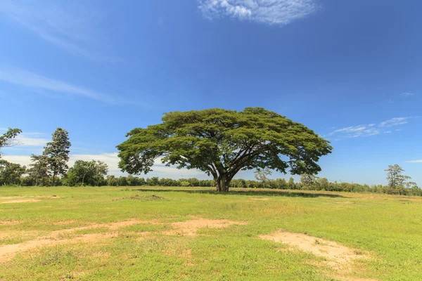 Grande albero su campo verde con cielo blu — Foto Stock