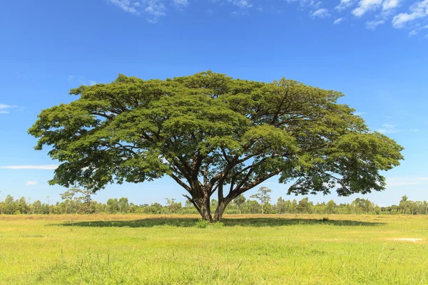 Grote boom op groene veld met blauwe hemel — Stockfoto