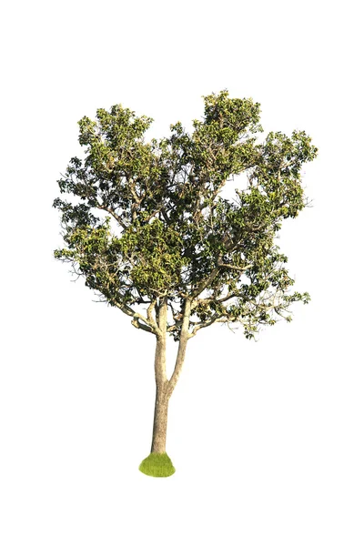 Wielkie drzewo na zielone pole z błękitnego nieba — Zdjęcie stockowe