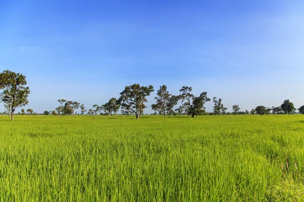 Зелене рисове поле пейзажний фон — стокове фото